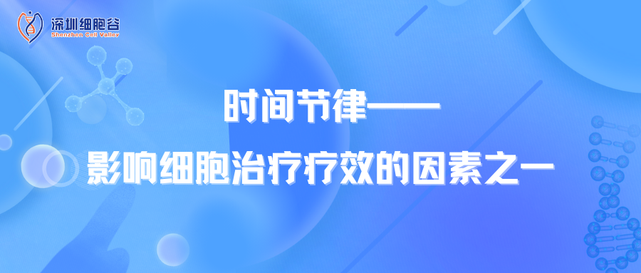 时间节律——影响细胞治疗疗效的因素之一